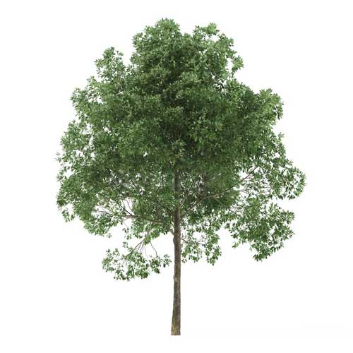 Gift an alder tree