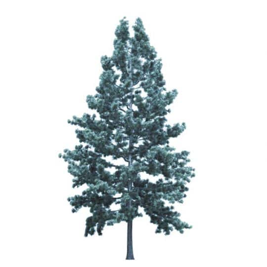 Planting Blue Spruce Trees as gifts