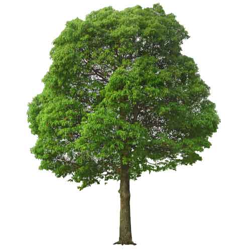 Plant an Oak tree