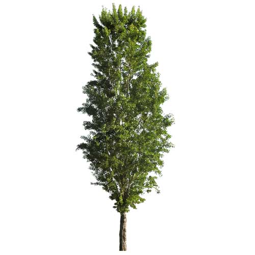 Plant a Poplar Tree