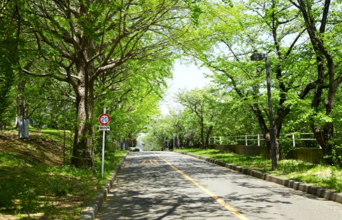 Tree-lined road illustrating how trees can help improve local air quality