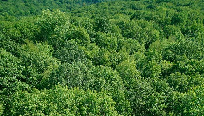 Dense green woodland canopy illustrating how trees store carbon