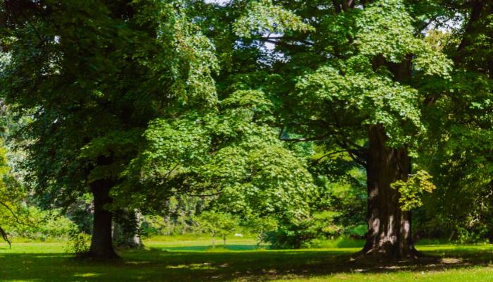 Large mature tree providing shade and creating a cooler local microclimate