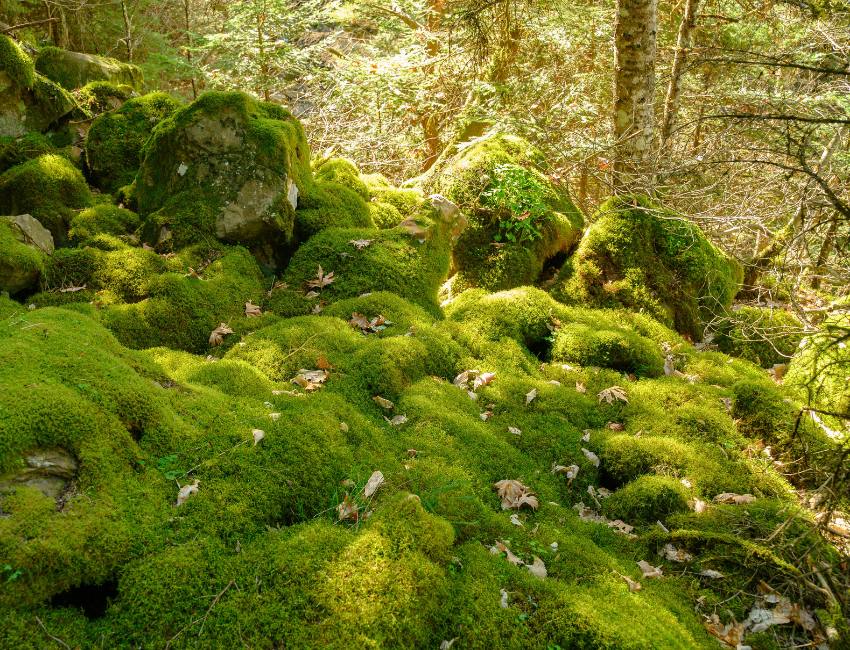 Moss-covered woodland showing trees as part of an interconnected ecosystem