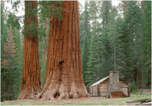 a giant sequoia