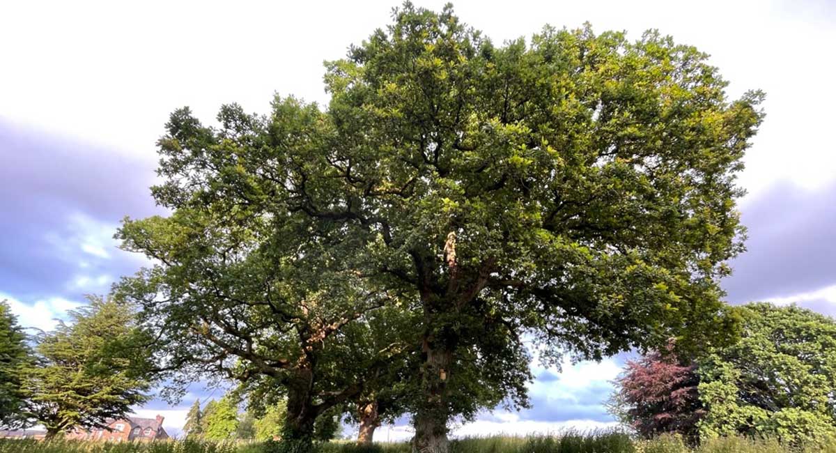 Large mature tree illustrating amazing facts about trees and why trees matter