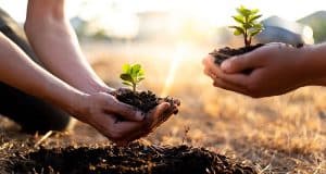 10 facts about Tree planting