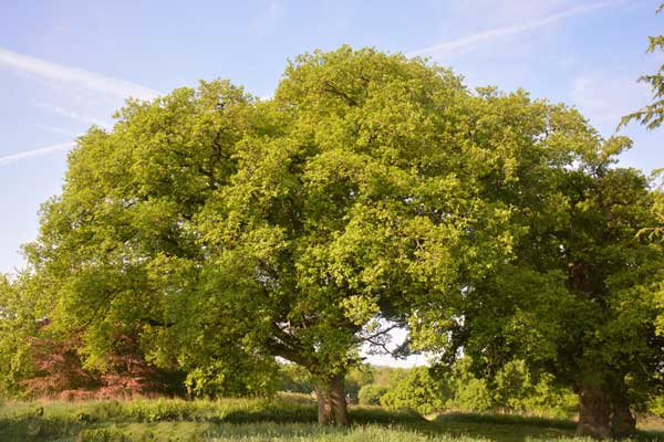 Large mature tree showing how trees can live for centuries
