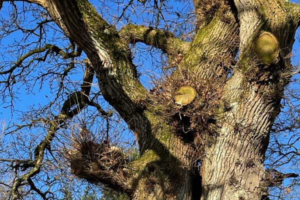 Old tree trunk and branches showing how trees continue growing throughout their lives