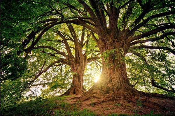Woodland tree illustrating the importance of roots and life beneath the soil