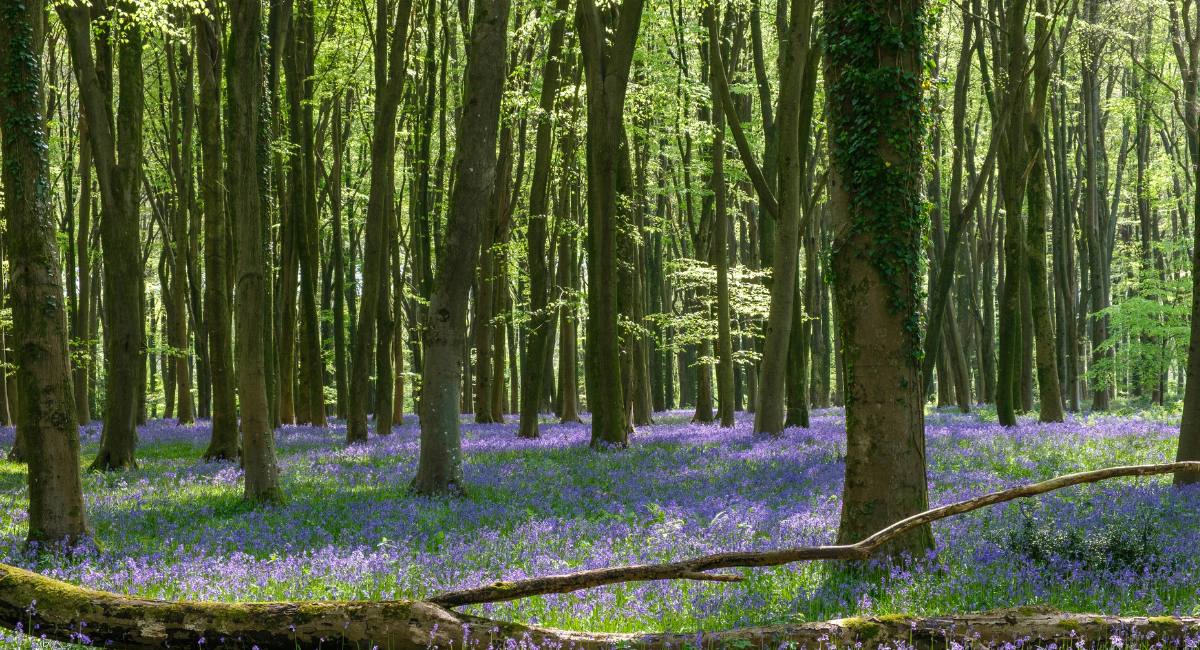 Bluebell woodland showing the rich wildlife habitat supported by trees