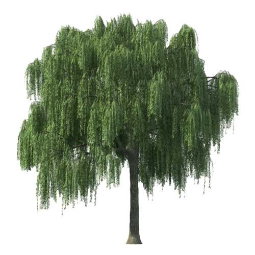 Grey willow tree