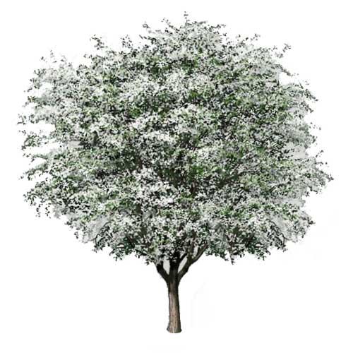 Plant a hawthorn tree