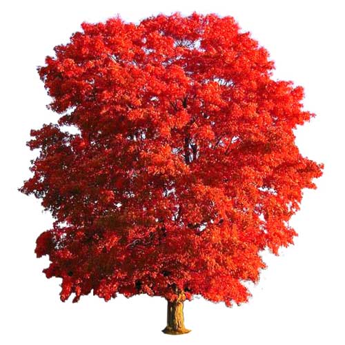 Maple tree gift