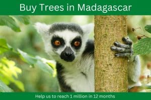 Plant trees in Madagascar