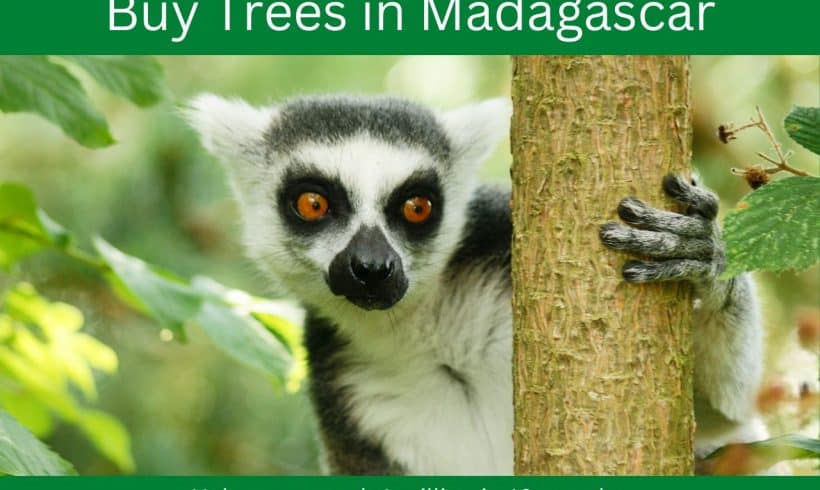 The Perfect Eco-Gift – Tree Planting in Madagascar
