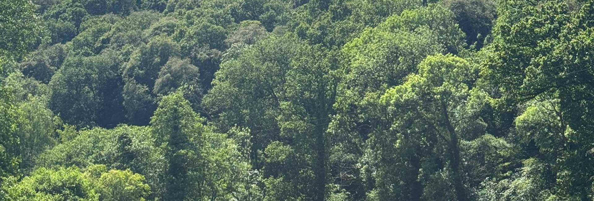 Mature woodland demonstrating the long-term benefits of planting trees