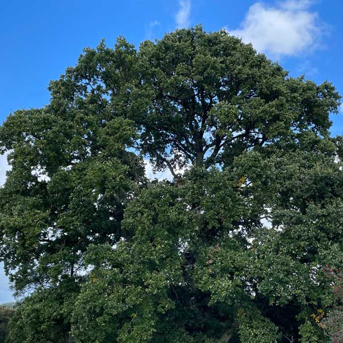 Large mature tree illustrating how trees capture and store carbon as they grow