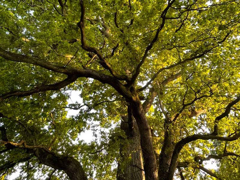 Old mature tree demonstrating the living legacy that tree planting can leave for future generations
