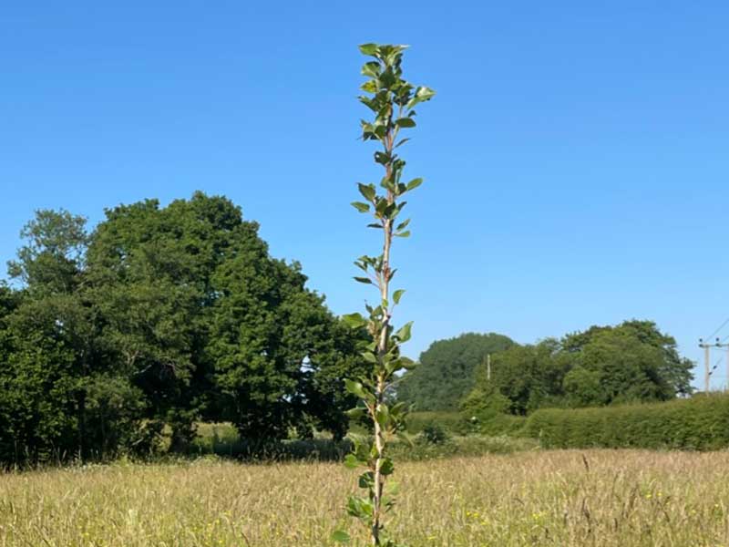 Young newly established tree beginning to grow at the Gift a Tree nature reserve