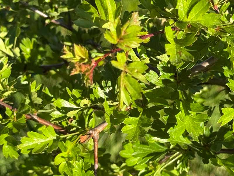 Mature leafy tree providing an established habitat for wildlife
