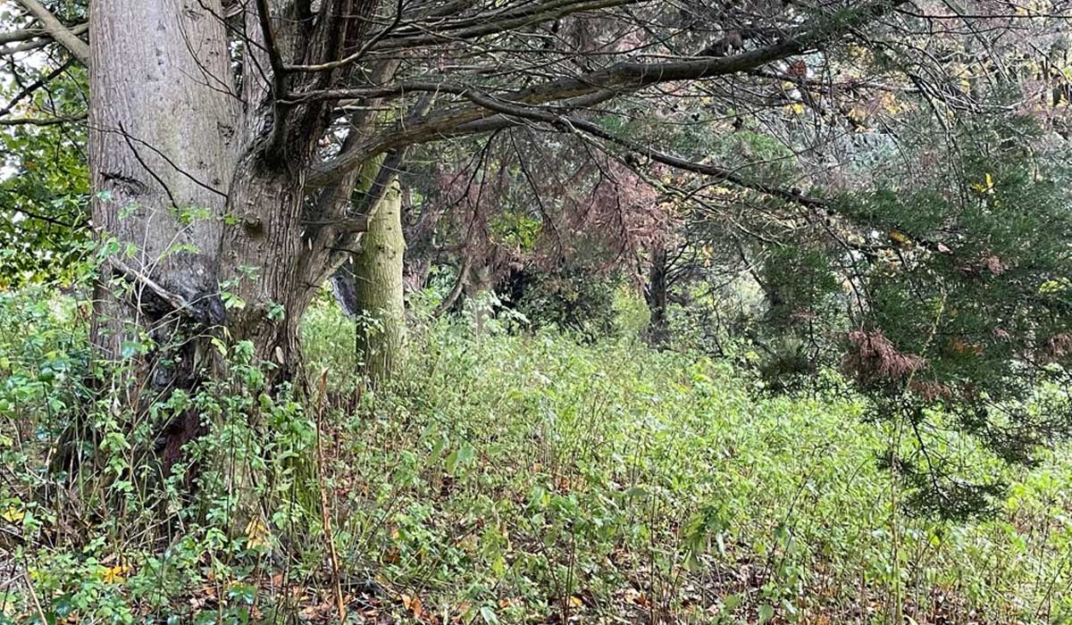 Mature trees and natural undergrowth creating wildlife habitat at the Gift a Tree nature reserve