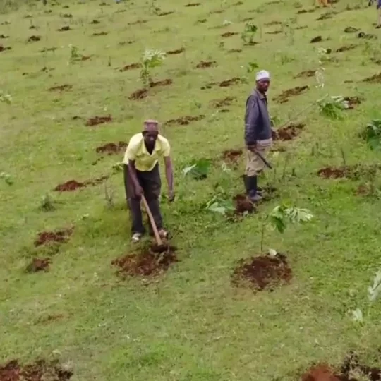 Tree planting in Tanzania