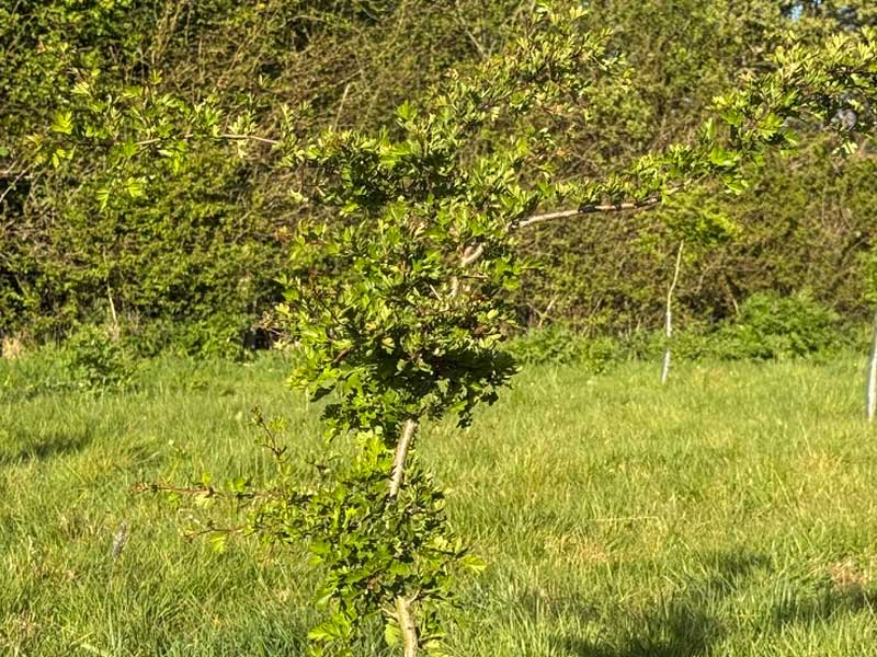 Growing leafy tree beginning to provide shade, food and shelter for wildlife