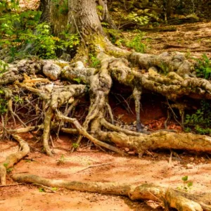 Trees help to stop soil erosion