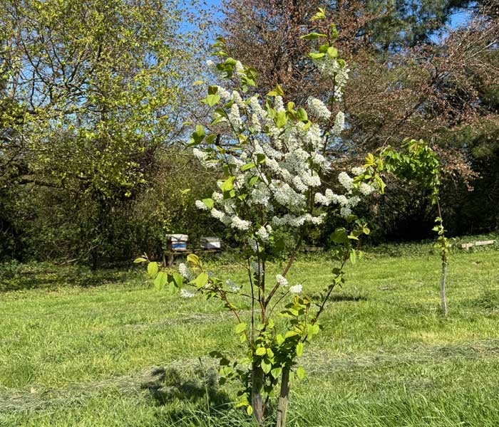 Young flowering tree planted in suitable habitat at the Gift a Tree nature reserve