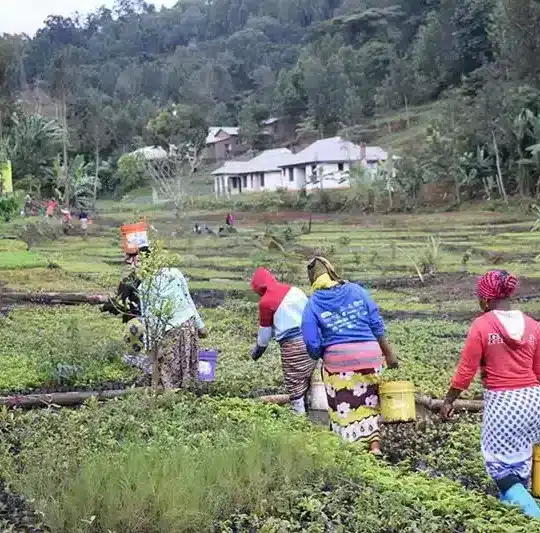 Tree nursery in Africa