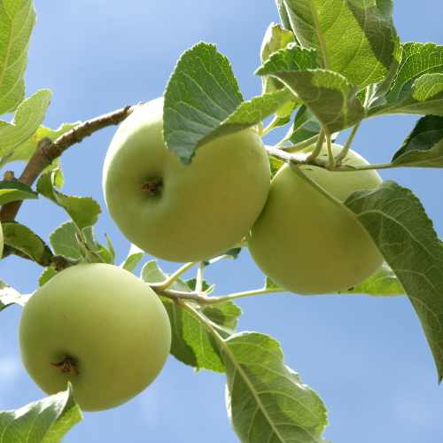 Golden Delicious apples growing on a tree branch against a blue sky.