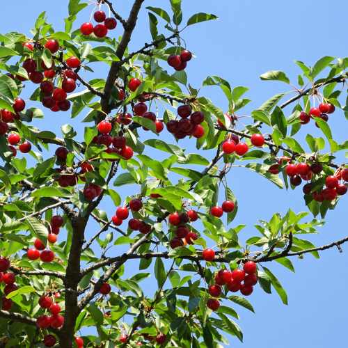 Morello Cherry tree branches covered with ripe red cherries against a blue sky.