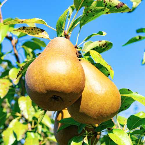 Ripe pears growing on a pear tree branch against a blue sky.