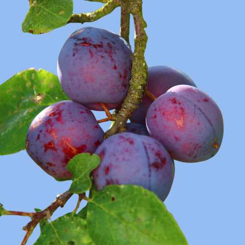 Ripe purple plums growing on a plum tree branch against a blue sky.