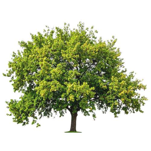 Mature sycamore tree with a broad green leafy canopy and strong trunk isolated on a light background.