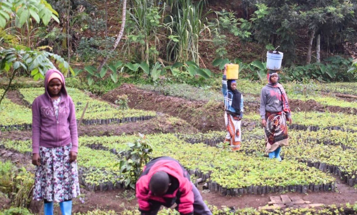Local workers tending young tree seedlings in a tree nursery in Tanzania, preparing plants for reforestation