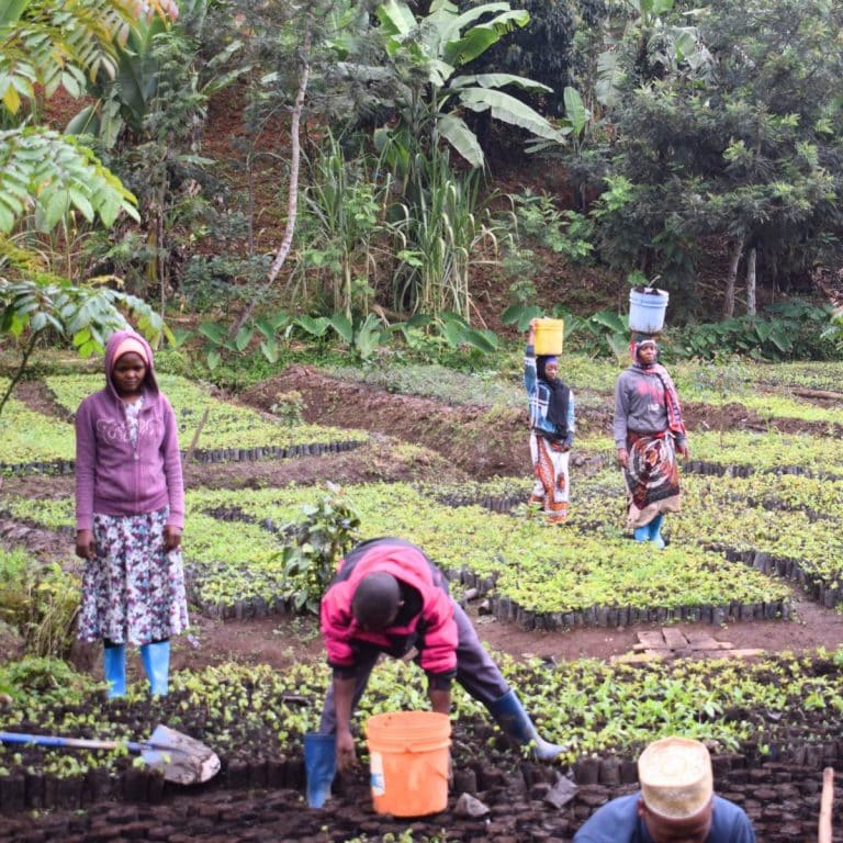 Local workers tending young tree seedlings in a tree nursery in Tanzania, preparing plants for reforestation