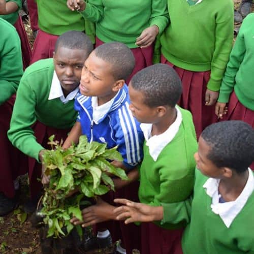 School children planting a young tree during an environmental education activity in Africa.