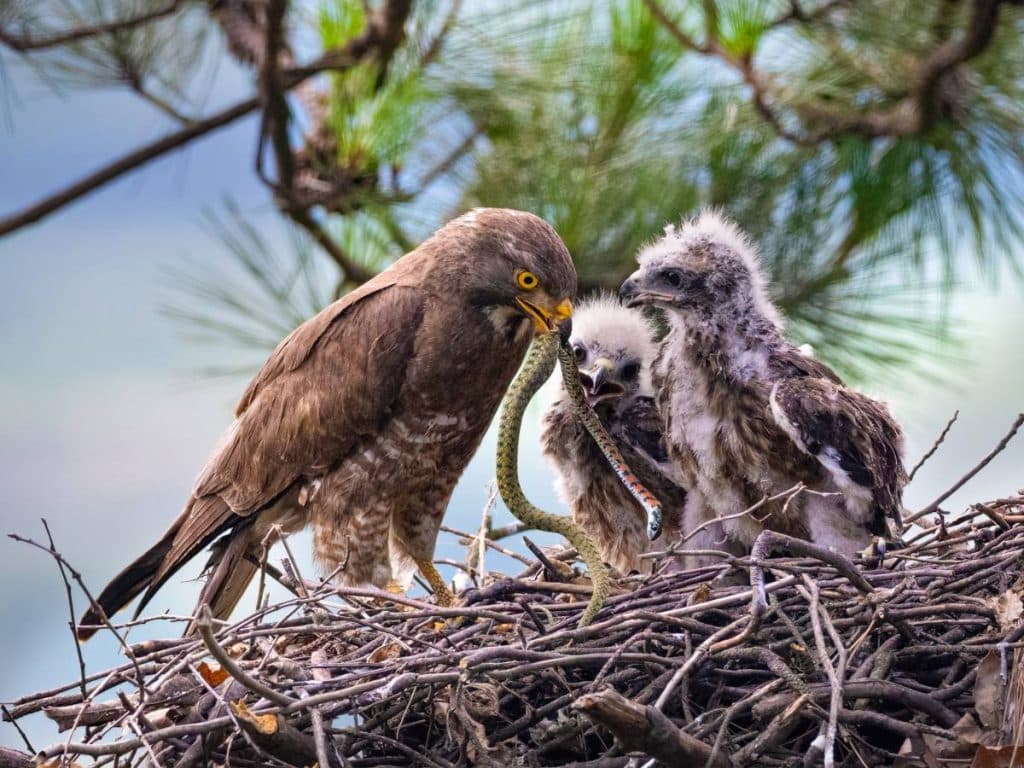 Buzzard chicks in a nest representing wildlife habitat created by Gift a Tree