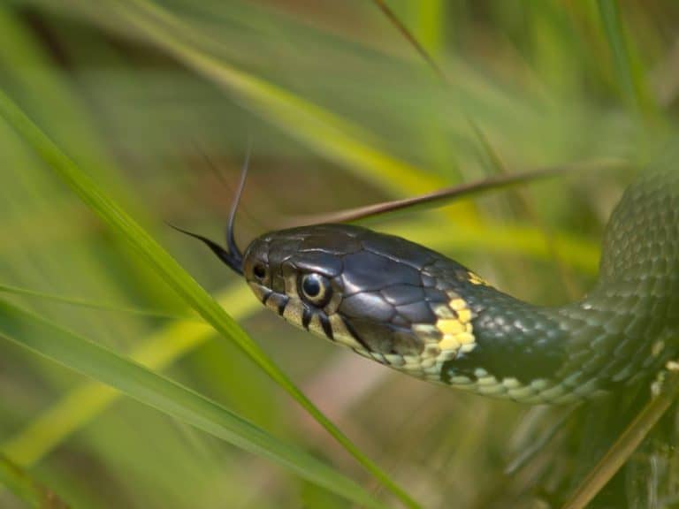 Grass snake swimming at the Gift a Tree nature reserve