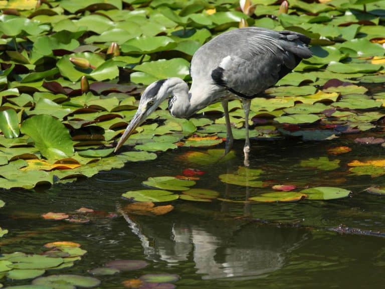 Waterbird among pond vegetation at the Gift a Tree nature reserve