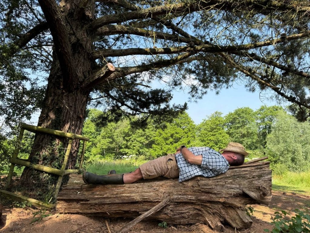 Ancient tree showing the lasting legacy trees can create