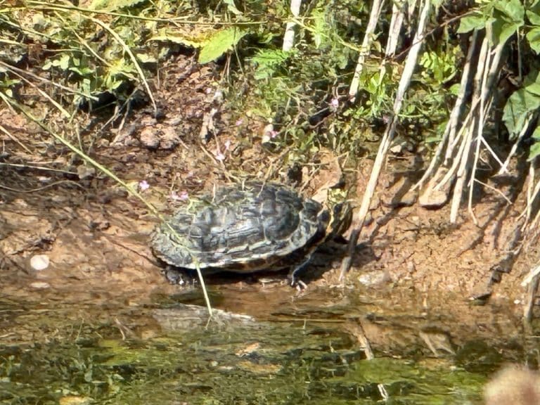 Tommy the turtle beside a pond at the Gift a Tree nature reserve