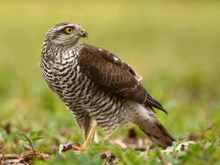 Sparrowhawk at the Gift a Tree nature reserve