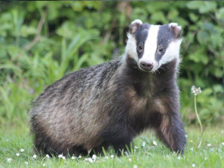 Badger visiting the Gift a Tree nature reserve