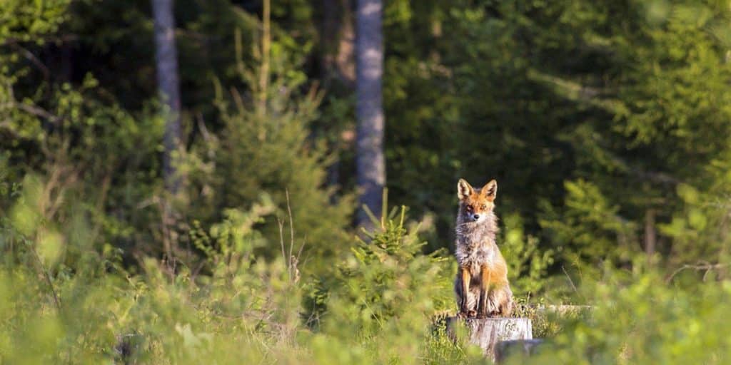 Fox in a rewilded natural habitat at Gift a Tree in Devon