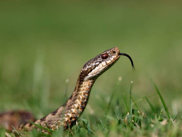 Grass snake found at Gift a Tree nature reserve in Devon