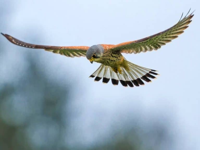 Kestrel flying over the nature reserve at Bradford Farm