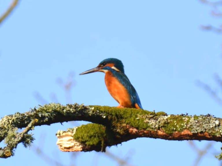 Kingfisher representing birdlife around the ponds at Bradford Farm